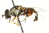  ( - CNC DIPTERA 106291)  @13 [ ] CreativeCommons - Attribution (2011) CNC/CBG Photography Group Centre for Biodiversity Genomics