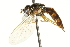  ( - CNC DIPTERA 106295)  @13 [ ] CreativeCommons - Attribution (2011) CNC/CBG Photography Group Centre for Biodiversity Genomics
