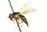  ( - CNC DIPTERA 106296)  @13 [ ] CreativeCommons - Attribution (2011) CNC/CBG Photography Group Centre for Biodiversity Genomics