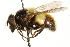  ( - CNC DIPTERA 106299)  @14 [ ] CreativeCommons - Attribution (2011) CNC/CBG Photography Group Centre for Biodiversity Genomics