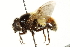  ( - CNC DIPTERA 106300)  @14 [ ] CreativeCommons - Attribution (2011) CNC/CBG Photography Group Centre for Biodiversity Genomics