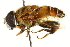  ( - CNC DIPTERA 106305)  @14 [ ] CreativeCommons - Attribution (2011) CNC/CBG Photography Group Centre for Biodiversity Genomics