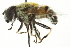  (Eristalis stipator - CNC DIPTERA 106306)  @14 [ ] CreativeCommons - Attribution (2011) CNC/CBG Photography Group Centre for Biodiversity Genomics