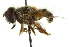  ( - CNC DIPTERA 106308)  @14 [ ] CreativeCommons - Attribution (2011) CNC/CBG Photography Group Centre for Biodiversity Genomics