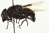  ( - CNC DIPTERA 106313)  @13 [ ] CreativeCommons - Attribution (2011) CNC/CBG Photography Group Centre for Biodiversity Genomics