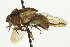  (Copestylum tricincta - CNC DIPTERA 106317)  @13 [ ] CreativeCommons - Attribution (2011) CNC/CBG Photography Group Centre for Biodiversity Genomics