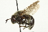  ( - CNC DIPTERA 106321)  @14 [ ] CreativeCommons - Attribution (2011) CNC/CBG Photography Group Centre for Biodiversity Genomics