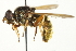  (Hadromyia opaca - CNC DIPTERA 106324)  @14 [ ] CreativeCommons - Attribution (2011) CNC/CBG Photography Group Centre for Biodiversity Genomics