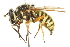  (Sphecomyia pattonii - CNC DIPTERA 106327)  @14 [ ] CreativeCommons - Attribution (2011) CNC/CBG Photography Group Centre for Biodiversity Genomics