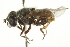  ( - CNC DIPTERA 106351)  @13 [ ] CreativeCommons - Attribution (2011) CNC/CBG Photography Group Centre for Biodiversity Genomics