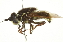  ( - CNC DIPTERA 106382)  @14 [ ] CreativeCommons - Attribution (2011) CNC/CBG Photography Group Centre for Biodiversity Genomics
