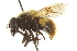  ( - CNC DIPTERA 106404)  @14 [ ] CreativeCommons - Attribution (2011) CNC/CBG Photography Group Centre for Biodiversity Genomics