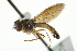  ( - CNC DIPTERA 106416)  @13 [ ] CreativeCommons - Attribution (2011) CNC/CBG Photography Group Centre for Biodiversity Genomics