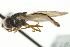  ( - CNC DIPTERA 106417)  @13 [ ] CreativeCommons - Attribution (2011) CNC/CBG Photography Group Centre for Biodiversity Genomics