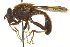  ( - CNC DIPTERA 106419)  @13 [ ] CreativeCommons - Attribution (2011) CNC/CBG Photography Group Centre for Biodiversity Genomics