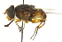 (Austalis copiosus - CNC DIPTERA 106434)  @14 [ ] CreativeCommons - Attribution (2011) CNC/CBG Photography Group Centre for Biodiversity Genomics