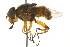  ( - CNC DIPTERA 106435)  @14 [ ] CreativeCommons - Attribution (2011) CNC/CBG Photography Group Centre for Biodiversity Genomics