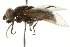  ( - CNC DIPTERA 106447)  @13 [ ] CreativeCommons - Attribution (2011) CNC/CBG Photography Group Centre for Biodiversity Genomics