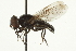  ( - CNC DIPTERA 106451)  @13 [ ] CreativeCommons - Attribution (2011) CNC/CBG Photography Group Centre for Biodiversity Genomics