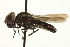  ( - CNC DIPTERA 106454)  @13 [ ] CreativeCommons - Attribution (2011) CNC/CBG Photography Group Centre for Biodiversity Genomics
