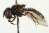  ( - CNC DIPTERA 106469)  @14 [ ] CreativeCommons - Attribution (2011) CNC/CBG Photography Group Centre for Biodiversity Genomics