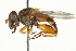  ( - CNC DIPTERA 106474)  @11 [ ] CreativeCommons - Attribution (2011) CNC/CBG Photography Group Centre for Biodiversity Genomics