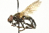  ( - CNC DIPTERA 106475)  @13 [ ] CreativeCommons - Attribution (2011) CNC/CBG Photography Group Centre for Biodiversity Genomics