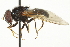  (Hiatomyia - CNC DIPTERA 106476)  @14 [ ] CreativeCommons - Attribution (2011) CNC/CBG Photography Group Centre for Biodiversity Genomics