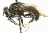  ( - CNC DIPTERA 106478)  @13 [ ] CreativeCommons - Attribution (2011) CNC/CBG Photography Group Centre for Biodiversity Genomics
