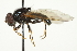  ( - CNC DIPTERA 106481)  @13 [ ] CreativeCommons - Attribution (2011) CNC/CBG Photography Group Centre for Biodiversity Genomics