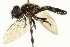  ( - CNC DIPTERA 106507)  @14 [ ] CreativeCommons - Attribution (2011) CNC/CBG Photography Group Centre for Biodiversity Genomics