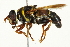  ( - CNC DIPTERA 106514)  @11 [ ] CreativeCommons - Attribution (2011) CNC/CBG Photography Group Centre for Biodiversity Genomics