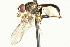  ( - CNC DIPTERA 106524)  @13 [ ] CreativeCommons - Attribution (2011) CNC/CBG Photography Group Centre for Biodiversity Genomics