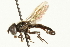  ( - CNC DIPTERA 106533)  @13 [ ] CreativeCommons - Attribution (2011) CNC/CBG Photography Group Centre for Biodiversity Genomics