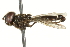  ( - CNC DIPTERA 106547)  @12 [ ] CreativeCommons - Attribution (2011) CNC/CBG Photography Group Centre for Biodiversity Genomics