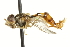  ( - CNC DIPTERA 106552)  @13 [ ] CreativeCommons - Attribution (2011) CNC/CBG Photography Group Centre for Biodiversity Genomics