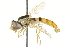  ( - CNC DIPTERA 106583)  @11 [ ] CreativeCommons - Attribution (2011) CNC/CBG Photography Group Centre for Biodiversity Genomics