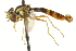 ( - CNC DIPTERA 106585)  @13 [ ] CreativeCommons - Attribution (2011) CNC/CBG Photography Group Centre for Biodiversity Genomics