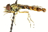 ( - CNC DIPTERA 106586)  @11 [ ] CreativeCommons - Attribution (2011) CNC/CBG Photography Group Centre for Biodiversity Genomics