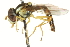  (Sphaerophoria sp. MA-1 - CNC DIPTERA 106587)  @13 [ ] CreativeCommons - Attribution (2011) CNC/CBG Photography Group Centre for Biodiversity Genomics