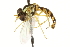  ( - CNC DIPTERA 106588)  @12 [ ] CreativeCommons - Attribution (2011) CNC/CBG Photography Group Centre for Biodiversity Genomics