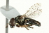  ( - CNC DIPTERA 10702)  @12 [ ] CreativeCommons - Attribution (2011) CNC/CBG Photography Group Centre for Biodiversity Genomics