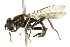 ( - CNC DIPTERA 10730)  @14 [ ] CreativeCommons - Attribution (2011) CNC/CBG Photography Group Centre for Biodiversity Genomics