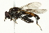  ( - CNC DIPTERA 10731)  @14 [ ] CreativeCommons - Attribution (2011) CNC/CBG Photography Group Centre for Biodiversity Genomics