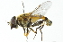  ( - CNC DIPTERA 11225)  @13 [ ] CreativeCommons - Attribution (2011) CNC/CBG Photography Group Centre for Biodiversity Genomics