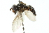  ( - CNC DIPTERA 11250)  @11 [ ] CreativeCommons - Attribution (2011) CNC/CBG Photography Group Centre for Biodiversity Genomics