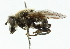  ( - CNC DIPTERA 11270)  @14 [ ] CreativeCommons - Attribution (2011) CNC/CBG Photography Group Centre for Biodiversity Genomics