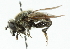  ( - CNC DIPTERA 11281)  @14 [ ] CreativeCommons - Attribution (2011) CNC/CBG Photography Group Centre for Biodiversity Genomics