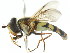  ( - CNC DIPTERA 114)  @13 [ ] CreativeCommons - Attribution (2011) CNC/CBG Photography Group Centre for Biodiversity Genomics