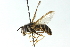 ( - CNC DIPTERA 11959)  @14 [ ] CreativeCommons - Attribution (2011) CNC/CBG Photography Group Centre for Biodiversity Genomics